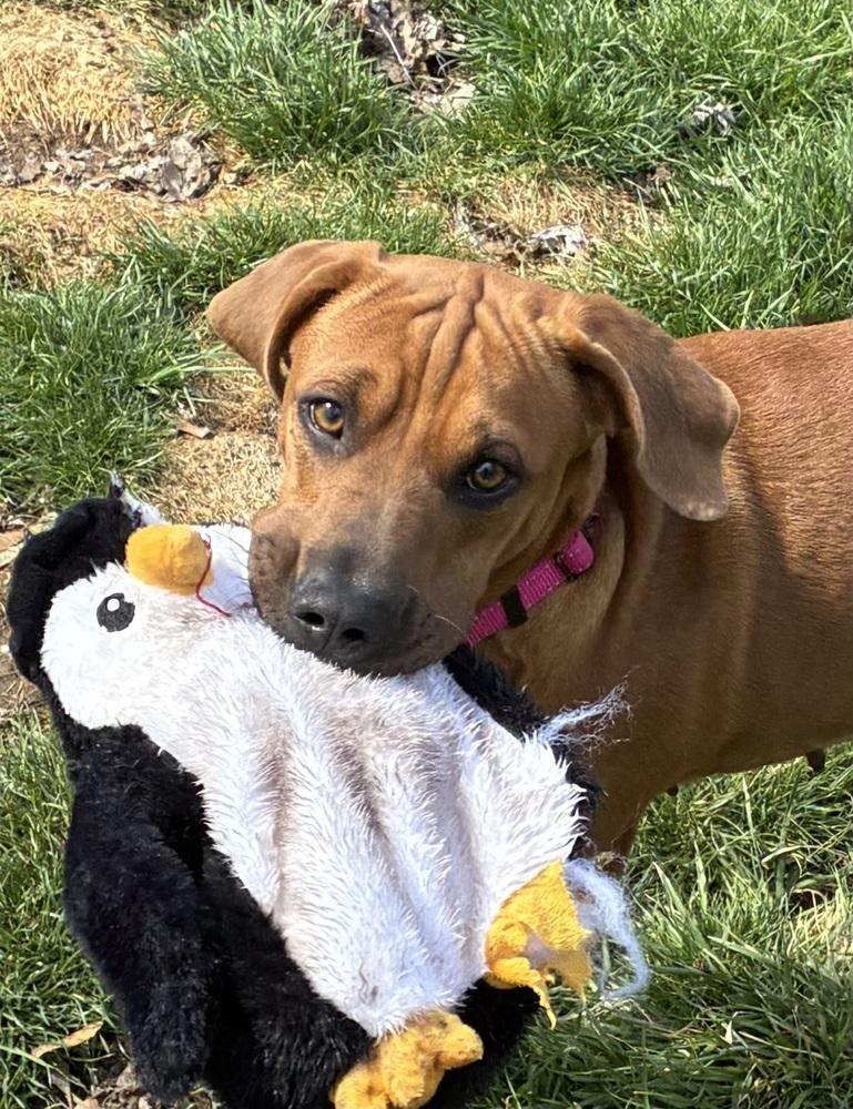 Enlarge Moira, a Adoptable mixed breed in Syracuse, NY image 3/6