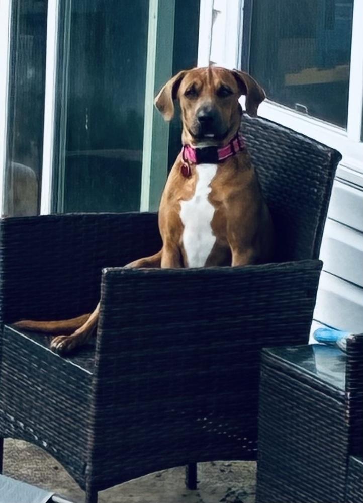 Enlarge Moira, a Adoptable mixed breed in Syracuse, NY image 4/6