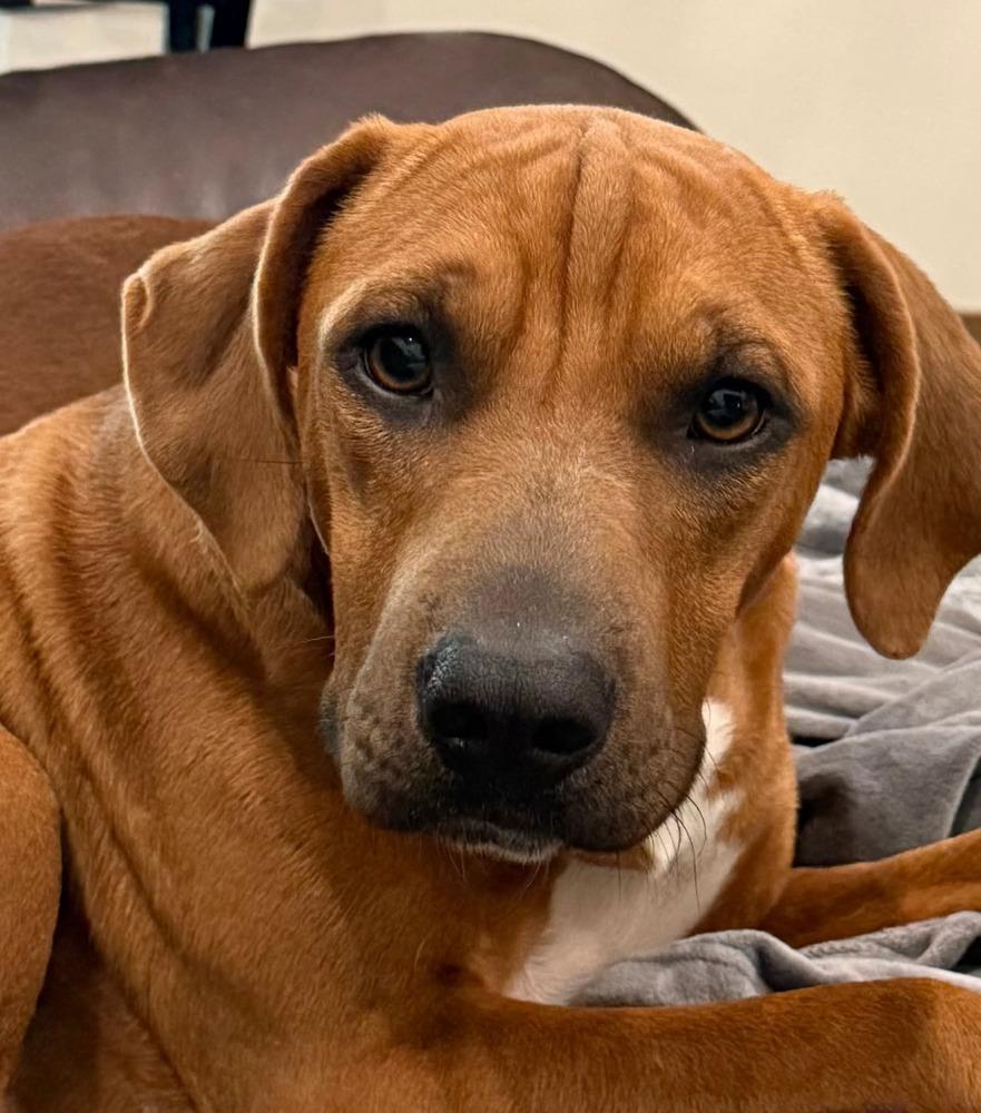 Enlarge Moira, a Adoptable mixed breed in Syracuse, NY image 1/6