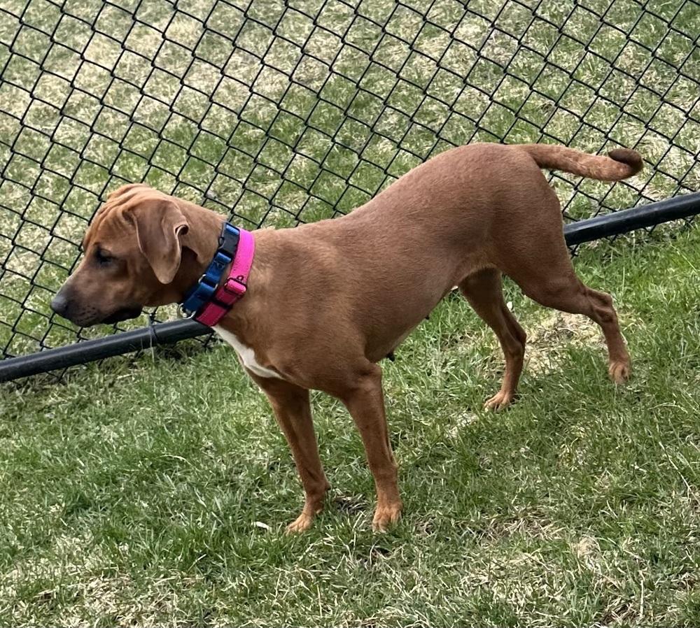 Enlarge Moira, a Adoptable mixed breed in Syracuse, NY image 2/6