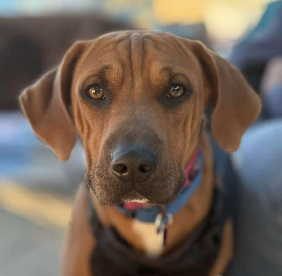 Enlarge Moira, a Adoptable mixed breed in Syracuse, NY image 5/6
