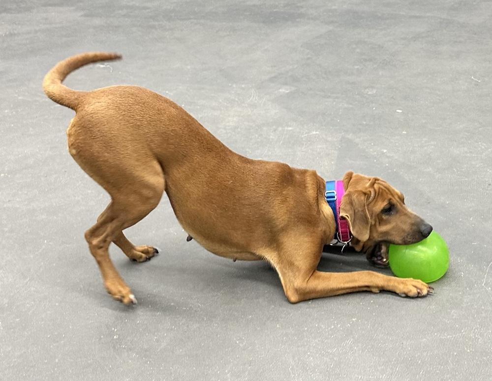 Enlarge Moira, a Adoptable mixed breed in Syracuse, NY image 3/6