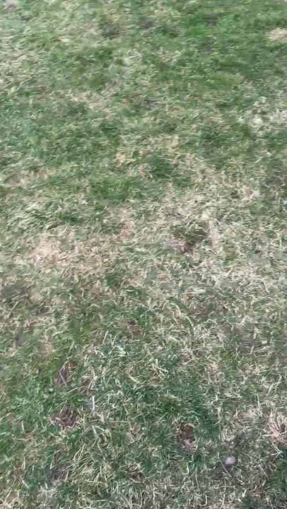 Enlarge Moira, a Adoptable mixed breed in Syracuse, NY video 4/6