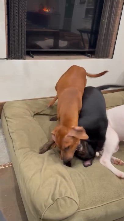 Enlarge Moira, a Adoptable mixed breed in Syracuse, NY video 5/6