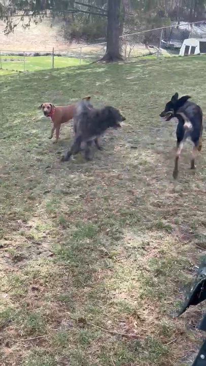 Enlarge Moira, a Adoptable mixed breed in Syracuse, NY video 6/6