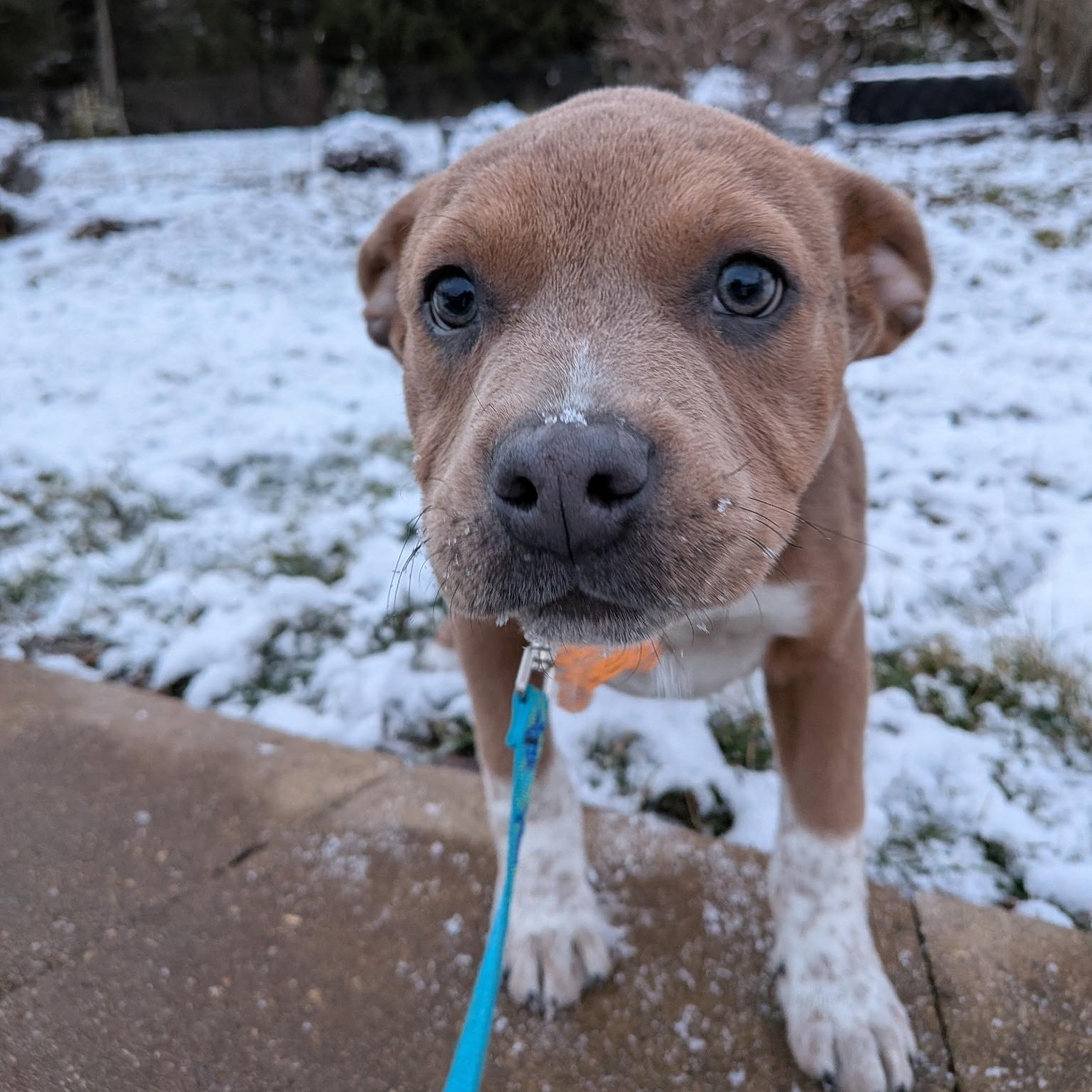 Enlarge Angel, a ADOPTABLE mixed breed in Normal, IL image 5/6