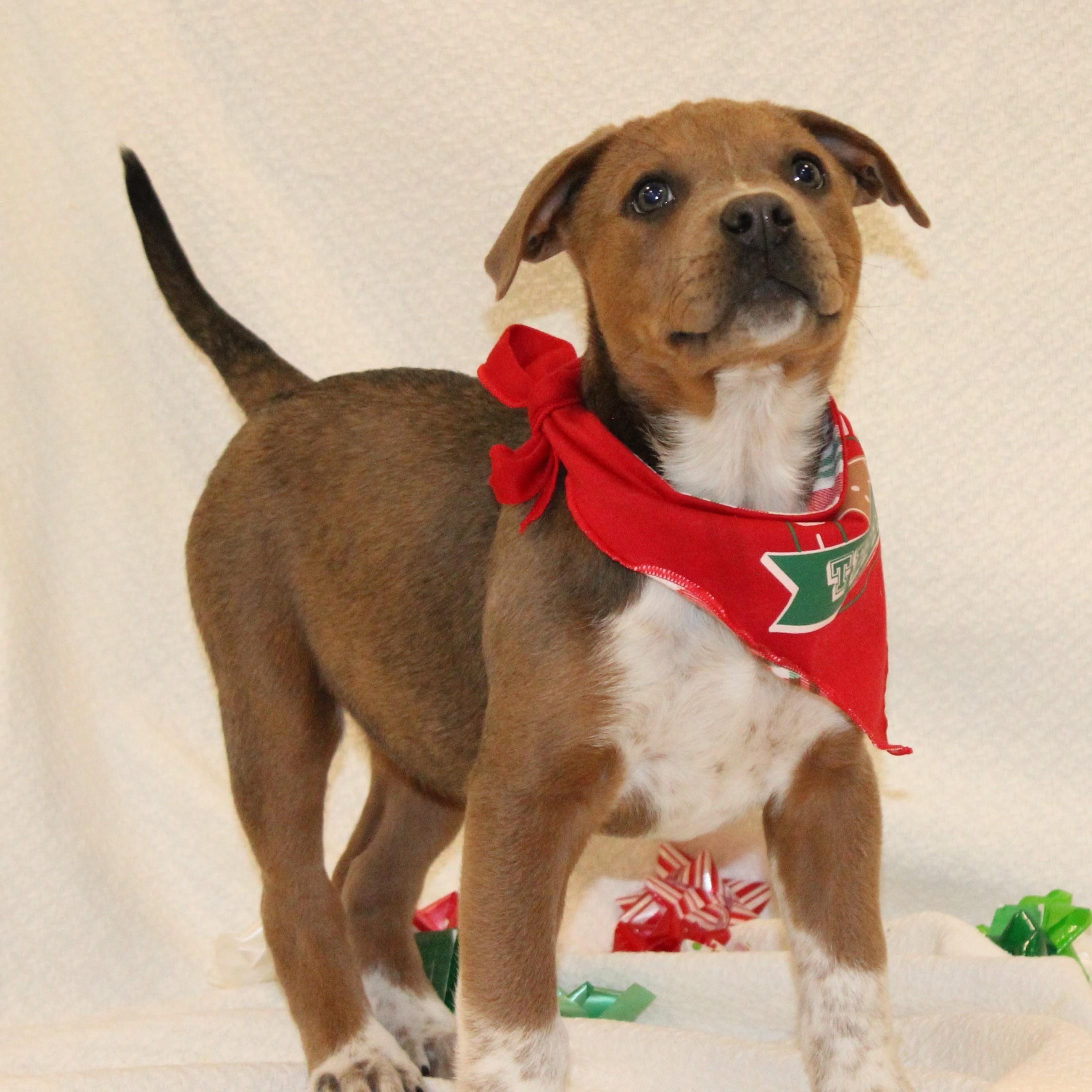 Enlarge Angel, a ADOPTABLE mixed breed in Normal, IL image 6/6