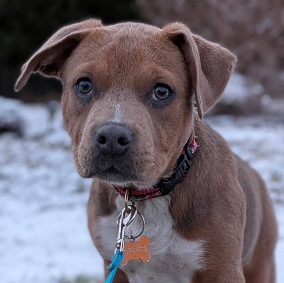 Enlarge Angel, a ADOPTABLE mixed breed in Normal, IL image 3/6