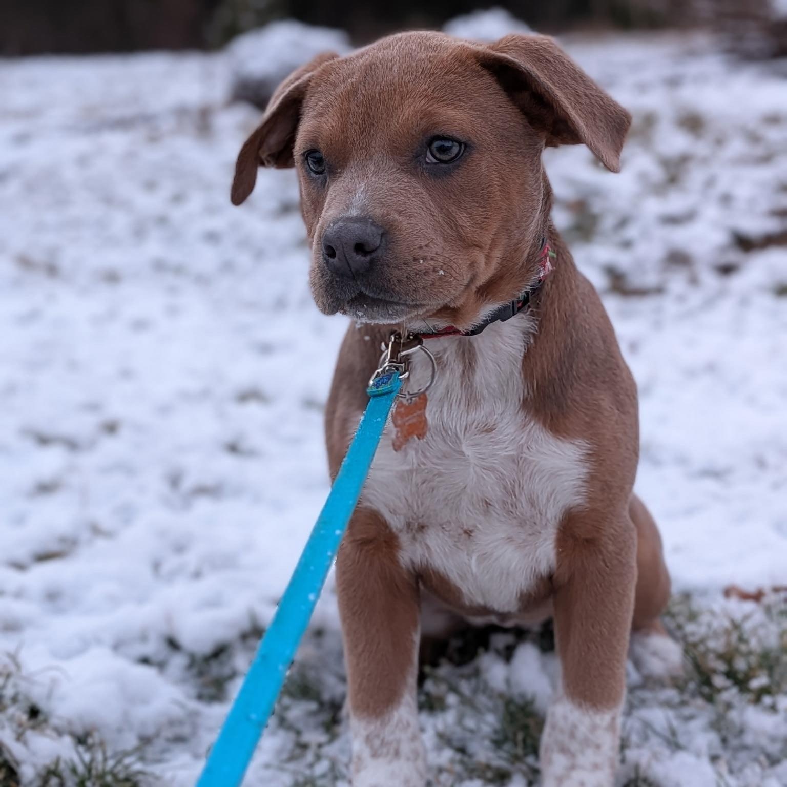 Enlarge Angel, a ADOPTABLE mixed breed in Normal, IL image 4/6