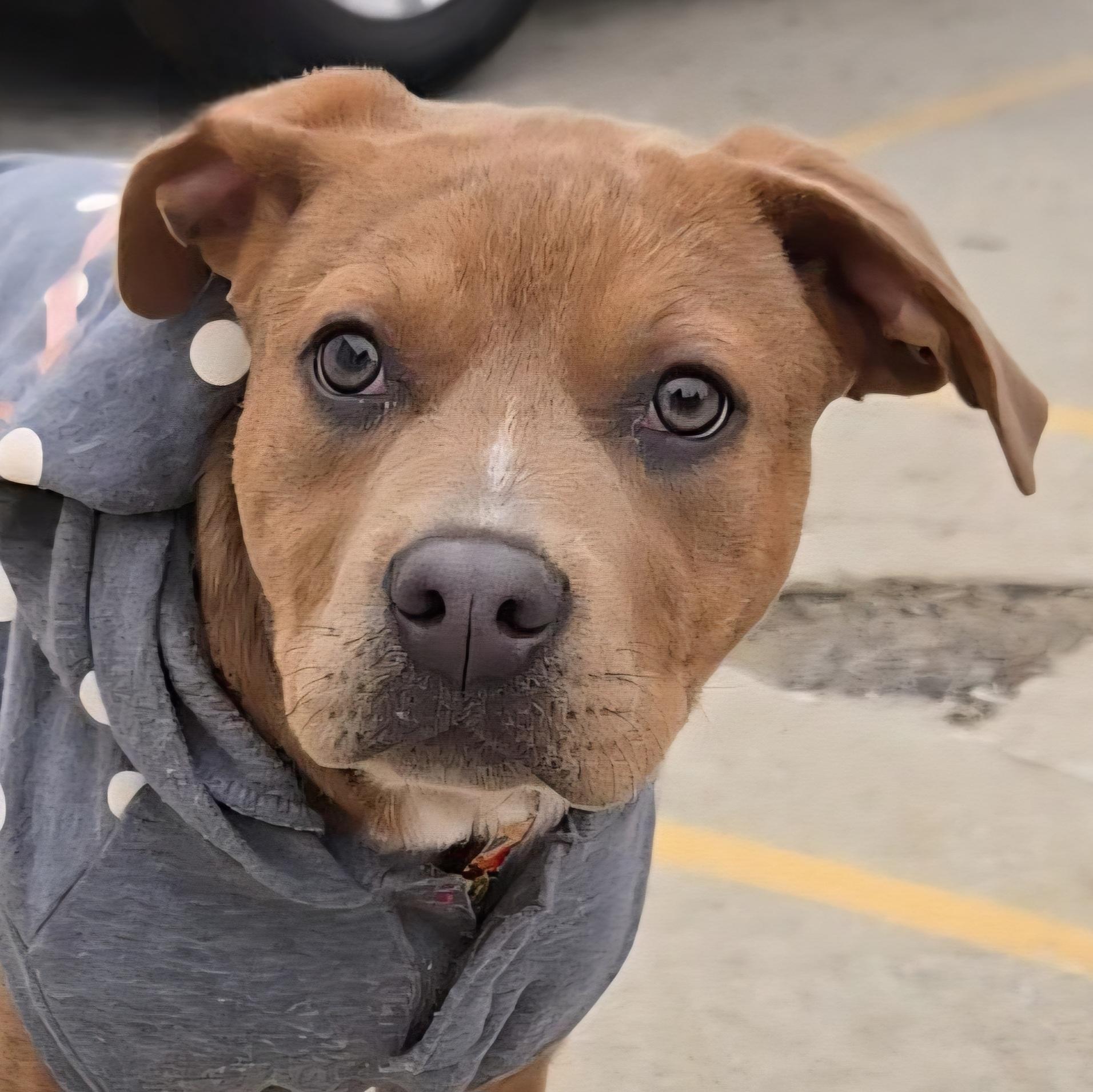 Enlarge Angel, a ADOPTABLE mixed breed in Normal, IL image 1/6