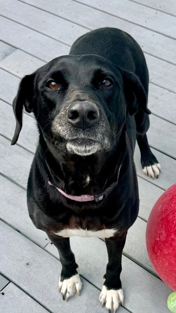 Enlarge Daisy, a Adoptable mixed breed in St. Augustine, FL image 1/3