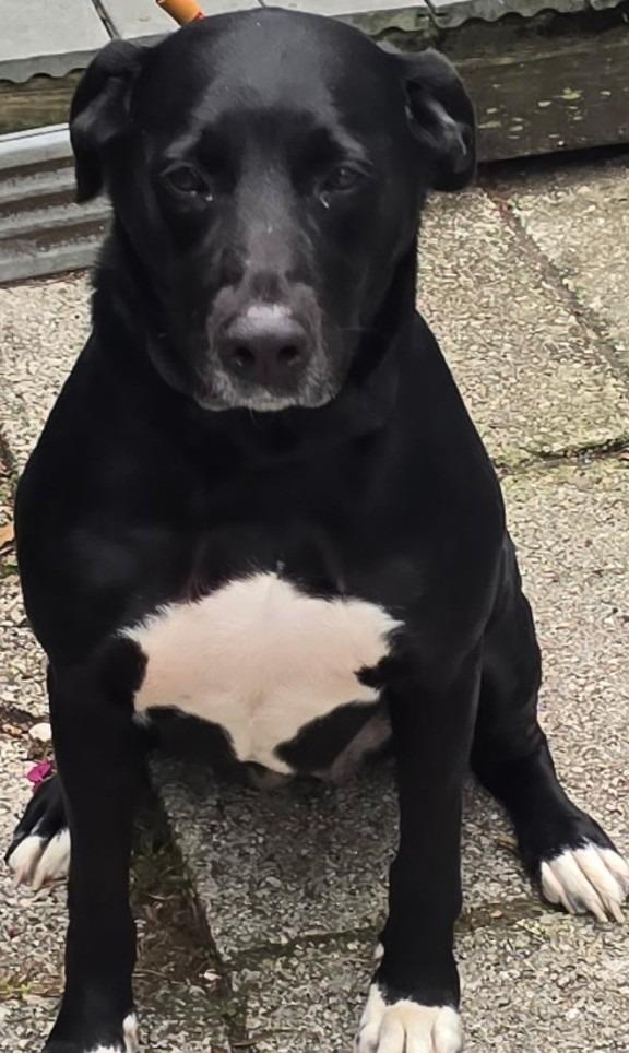 Enlarge Daisy, a Adoptable mixed breed in St. Augustine, FL image 2/3