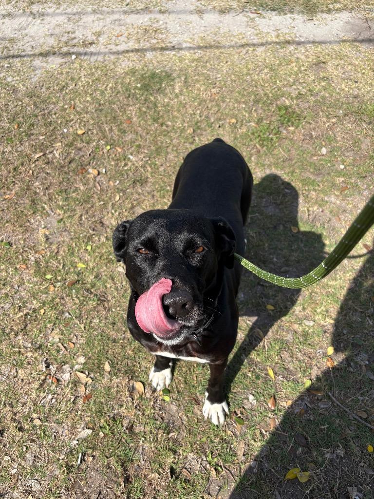 Enlarge Daisy, a Adoptable mixed breed in St. Augustine, FL image 3/3