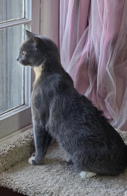 The Skipper, a Adoptable Domestic Short Hair in Washington, DC image 1/3