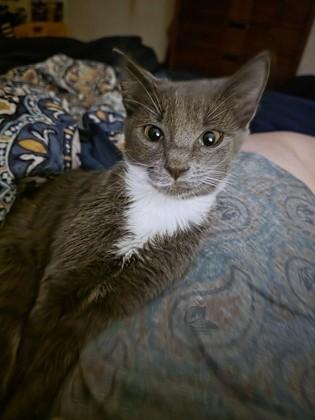 The Skipper, a Adoptable Domestic Short Hair in Washington, DC image 2/3