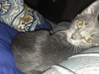 The Skipper, a Adoptable Domestic Short Hair in Washington, DC image 3/3