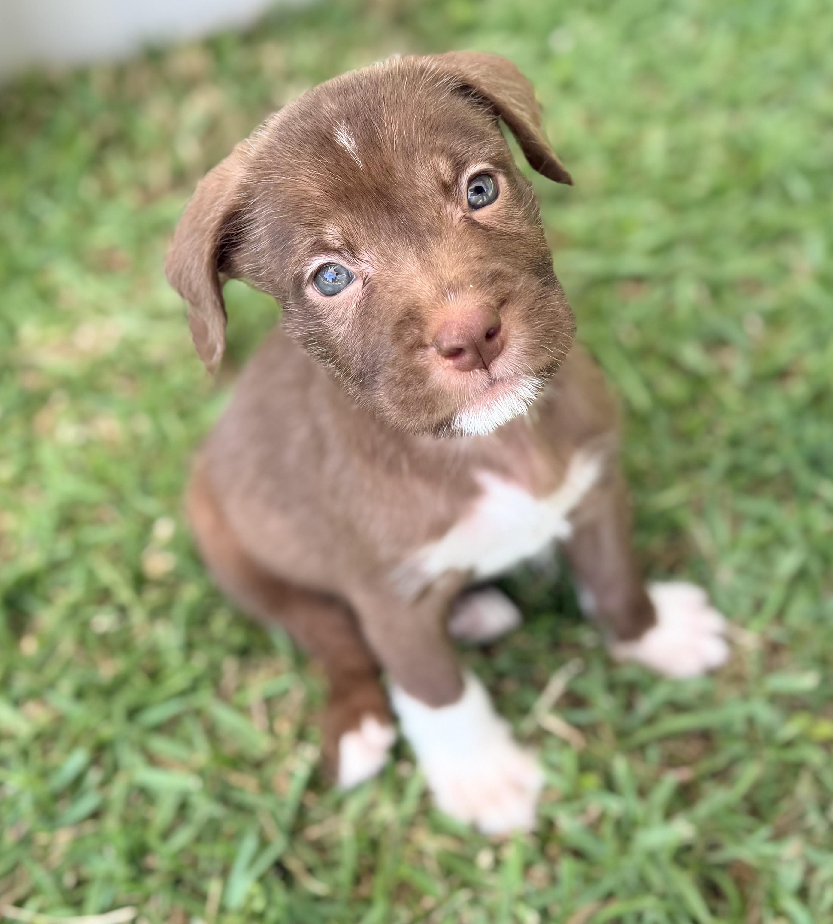 Enlarge Huck, a Adoptable mixed breed in Chickamauga, GA image 1/5
