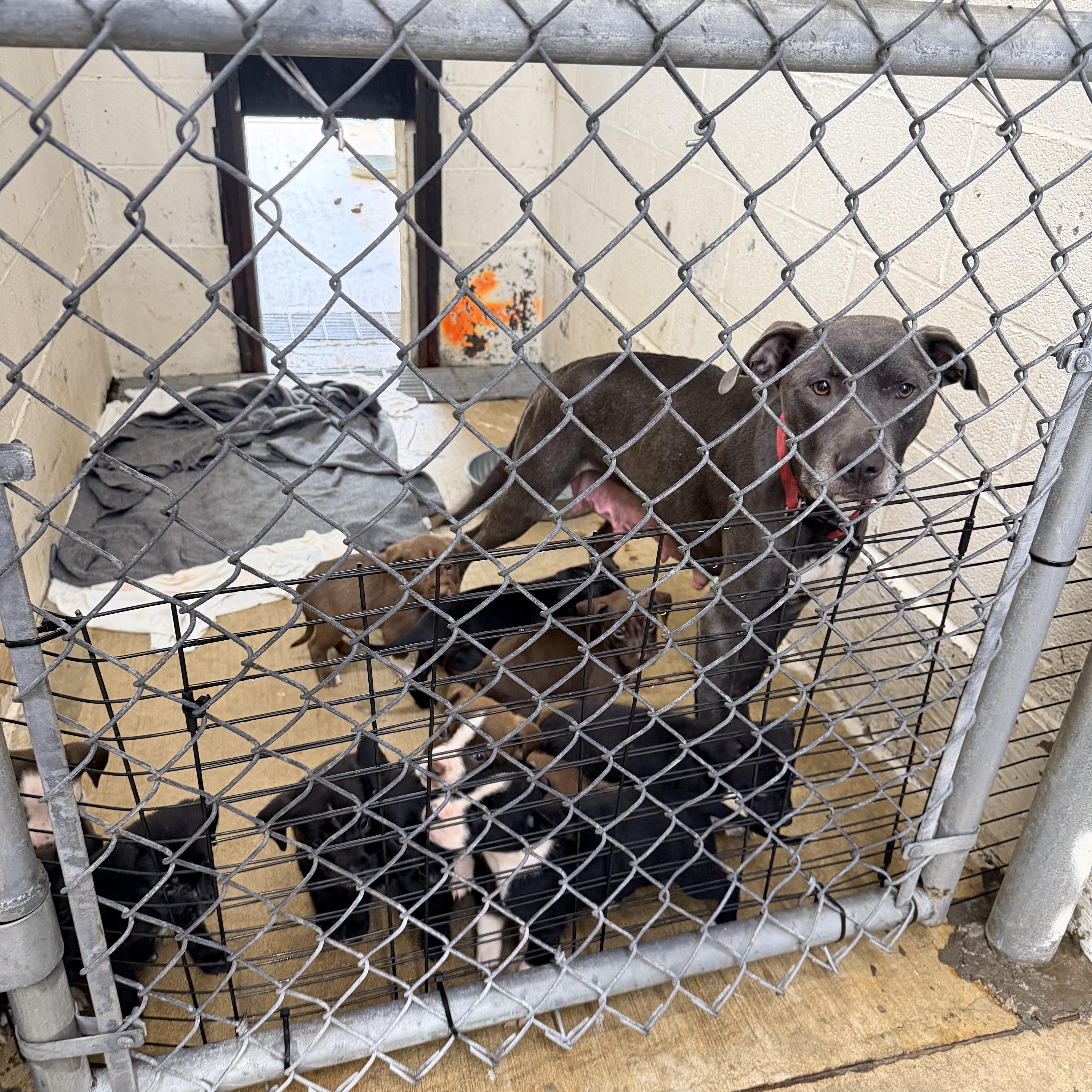Enlarge Huck, a Adoptable mixed breed in Chickamauga, GA image 3/5