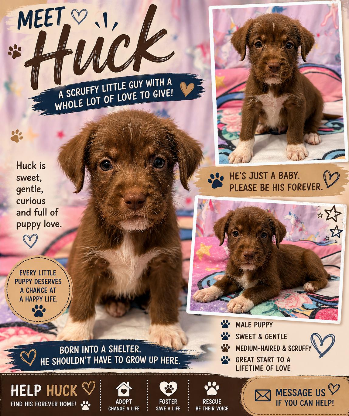 Enlarge Huck, a Adoptable mixed breed in Chickamauga, GA image 2/5