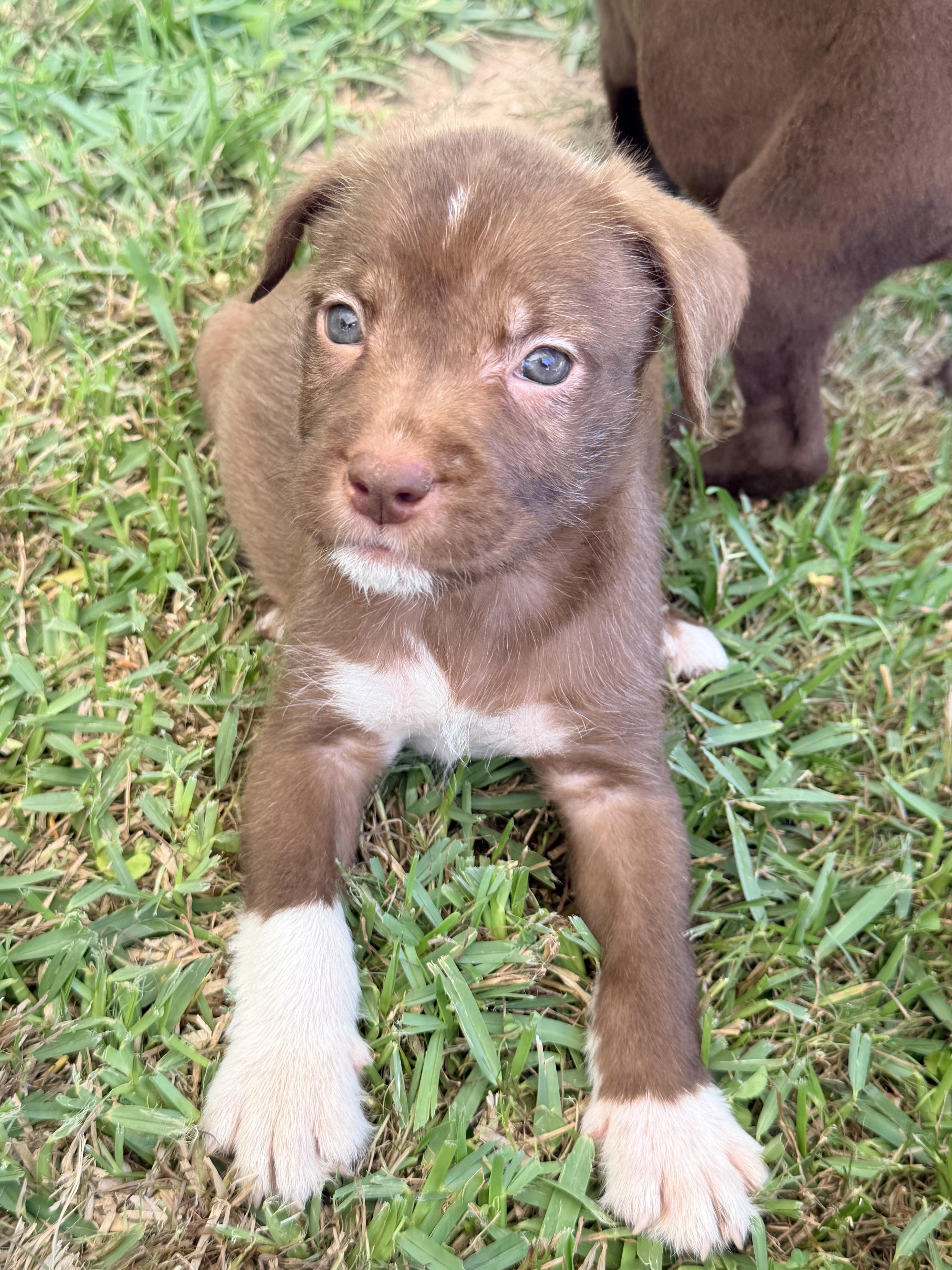 Enlarge Huck, a Adoptable mixed breed in Chickamauga, GA image 5/5
