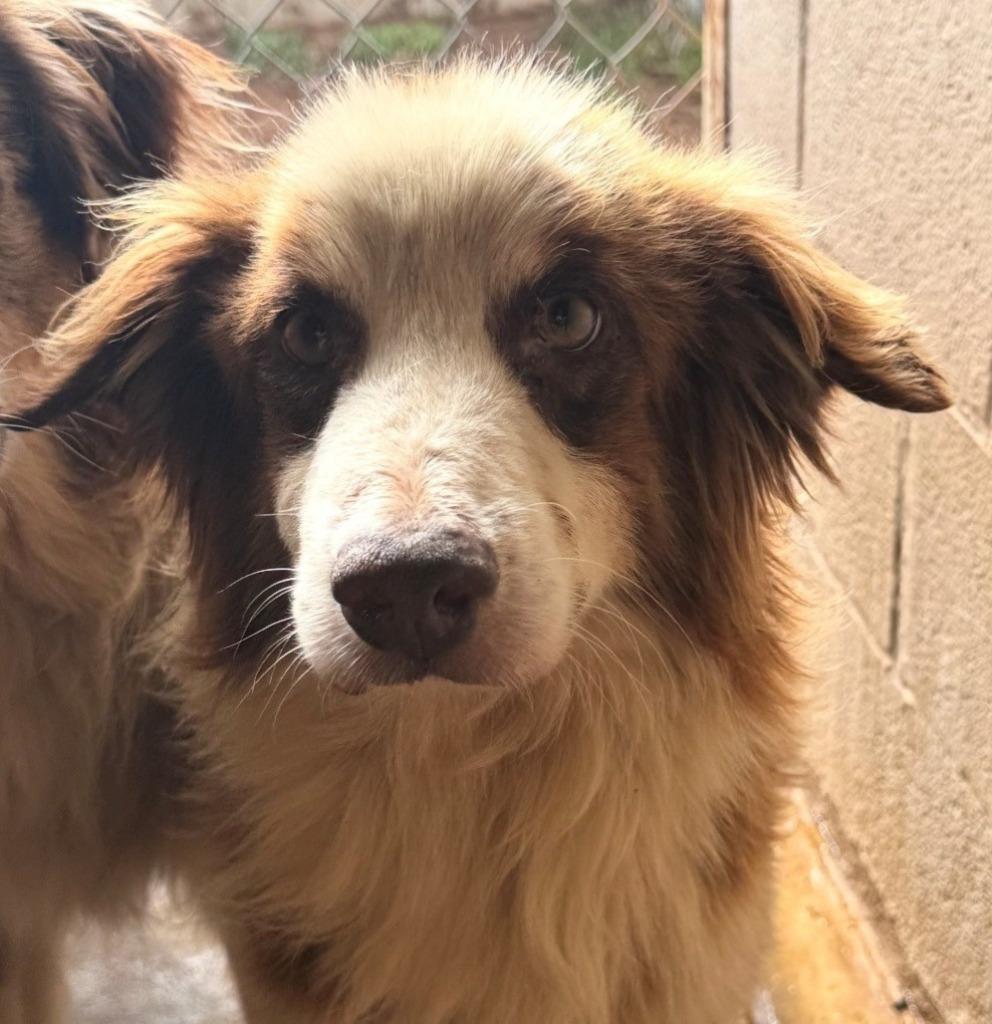 George, Adoptable, Adult Male Australian Shepherd.