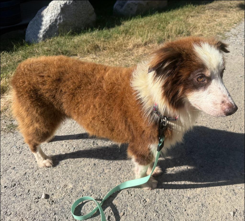 Enlarge George, a Adoptable Australian Shepherd in Thompson Falls, MT image 2/2