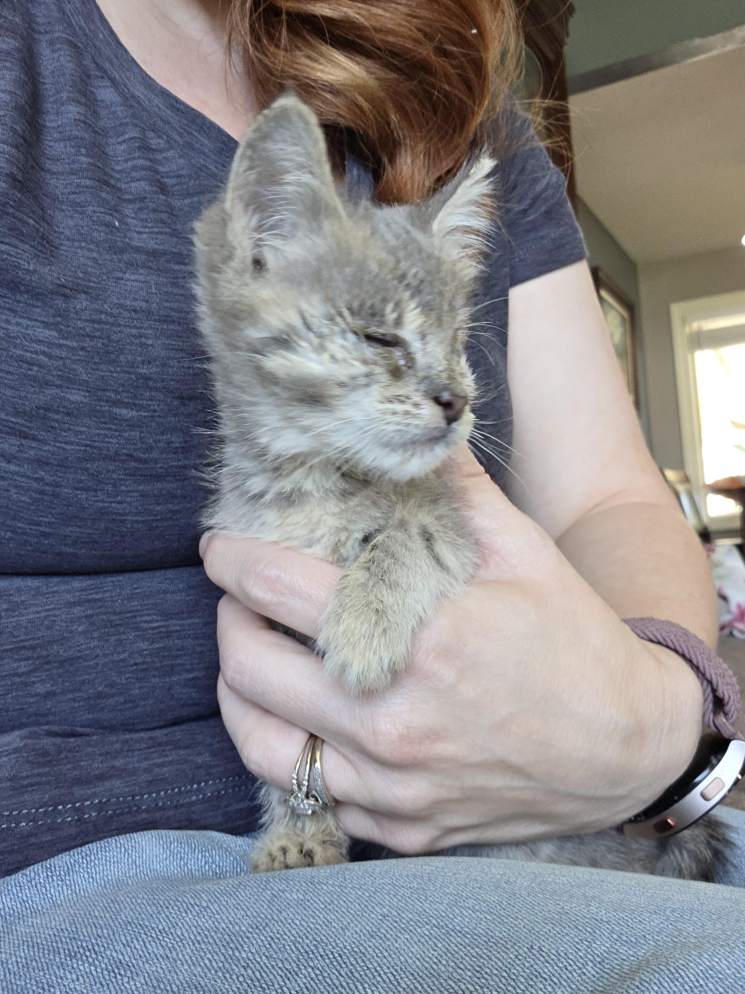 Peekaboo, Adoptable, Kitten Male Domestic Short Hair.