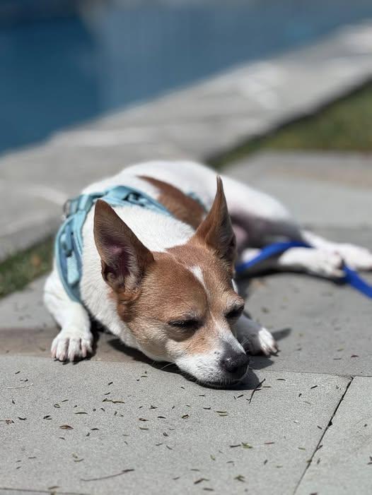 Enlarge Mia, a ADOPTABLE Jack Russell Terrier in Van Nys, CA image 3/5