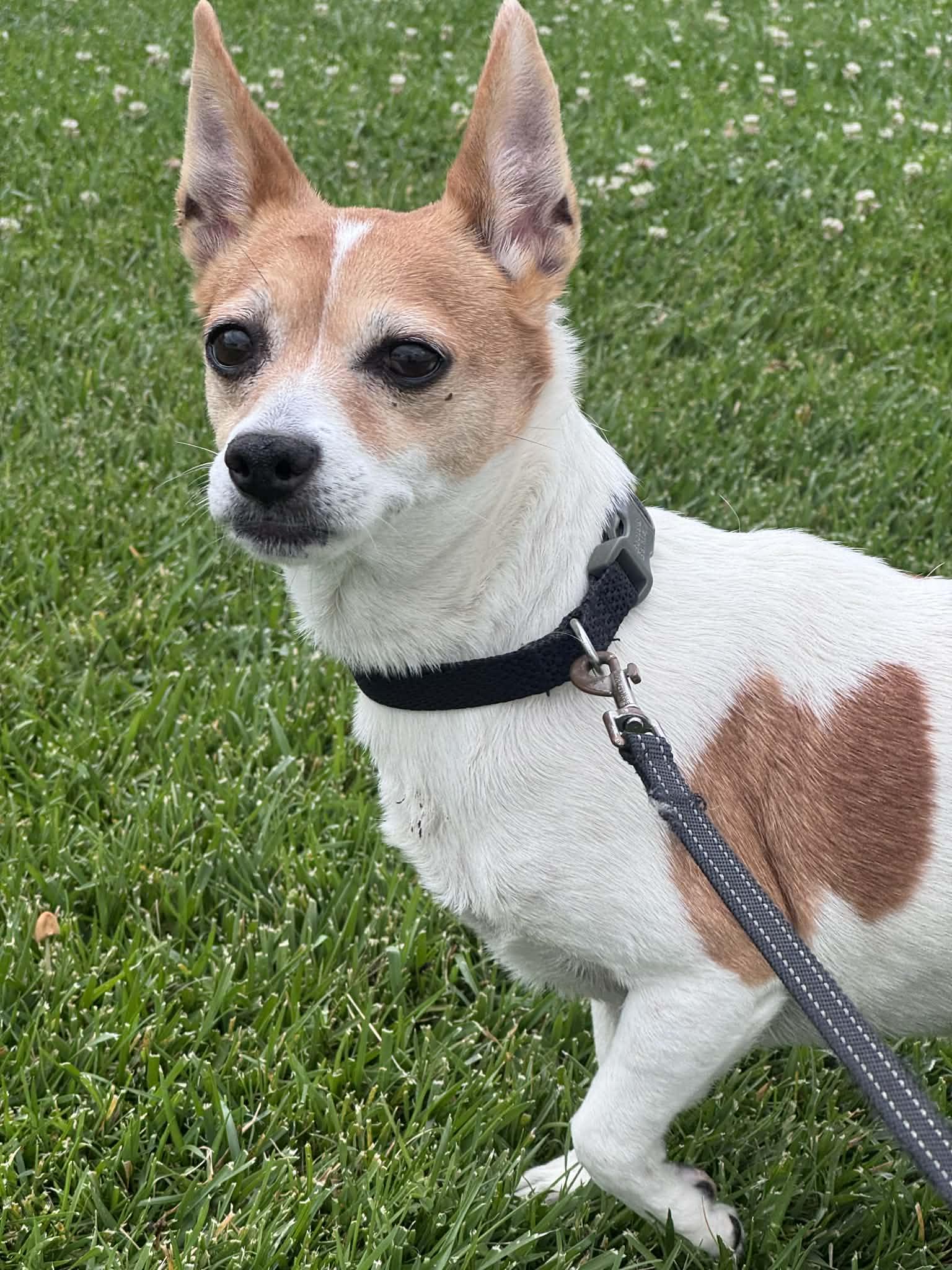 Enlarge Mia, a ADOPTABLE Jack Russell Terrier in Van Nys, CA image 5/5