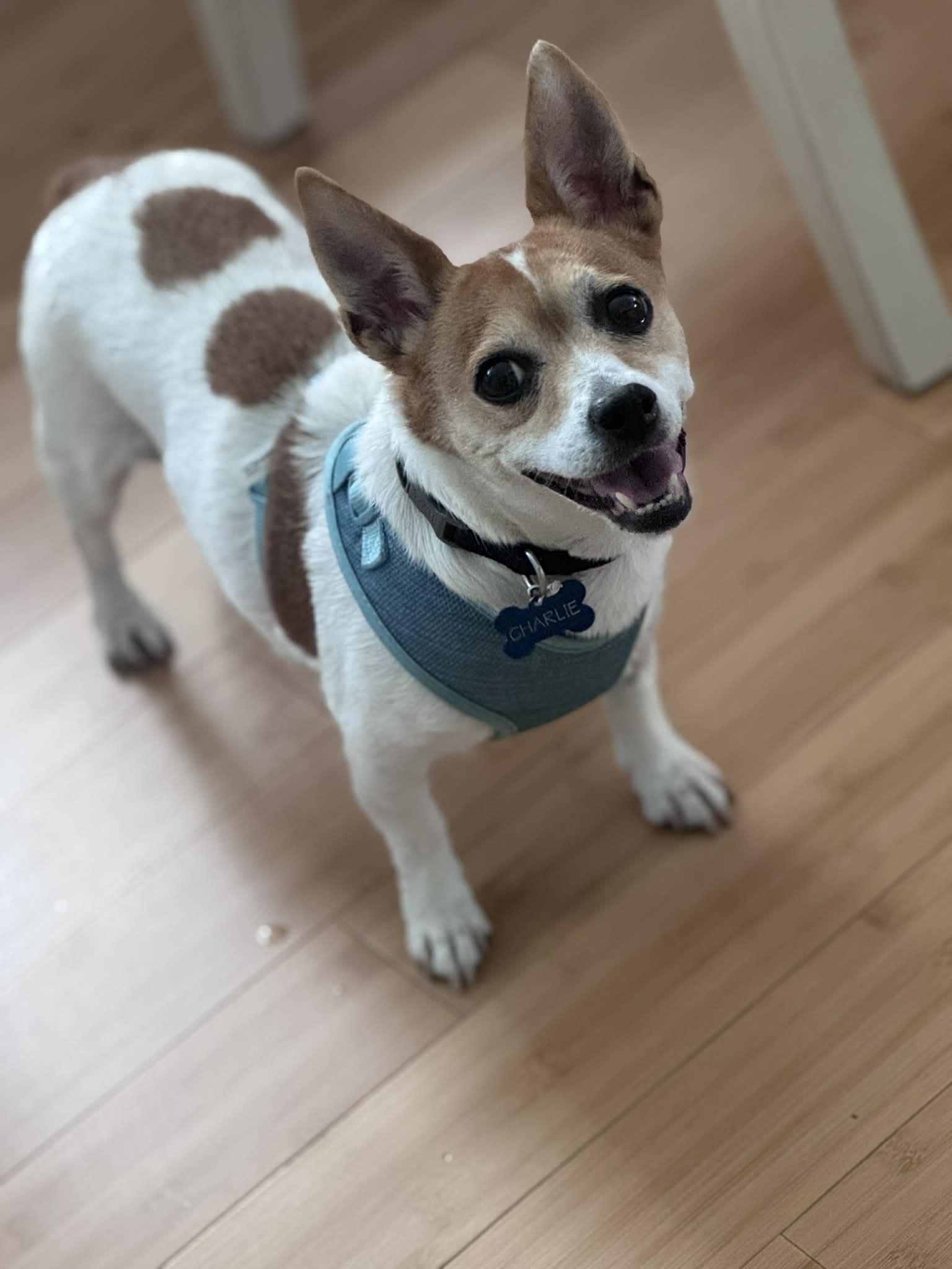 Mia, ADOPTABLE, Adult Female Jack Russell Terrier.