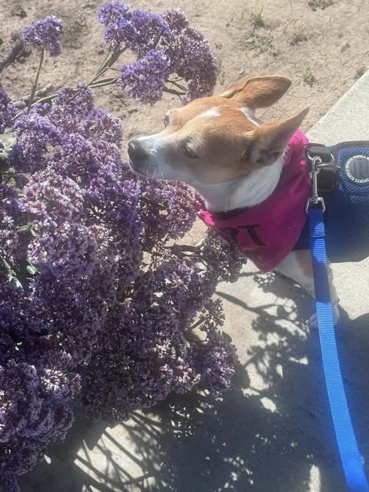 Mia - Adoption Fee Sponsored, ADOPTABLE, Adult Female Jack Russell Terrier.