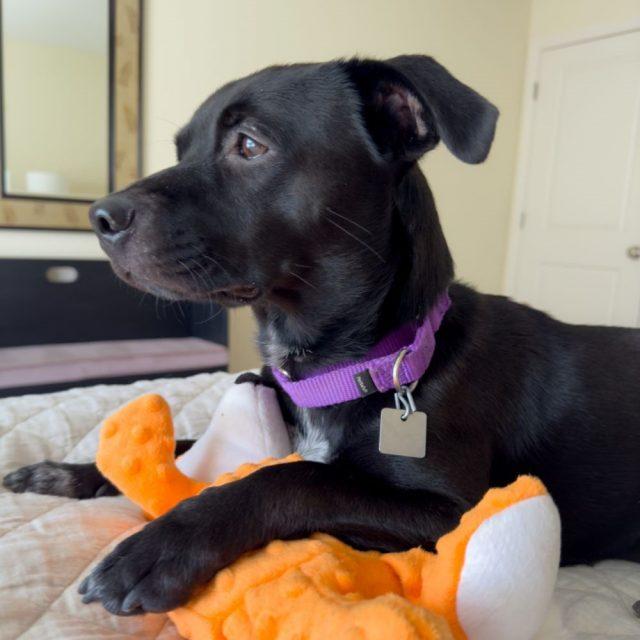 Pooka photo 2