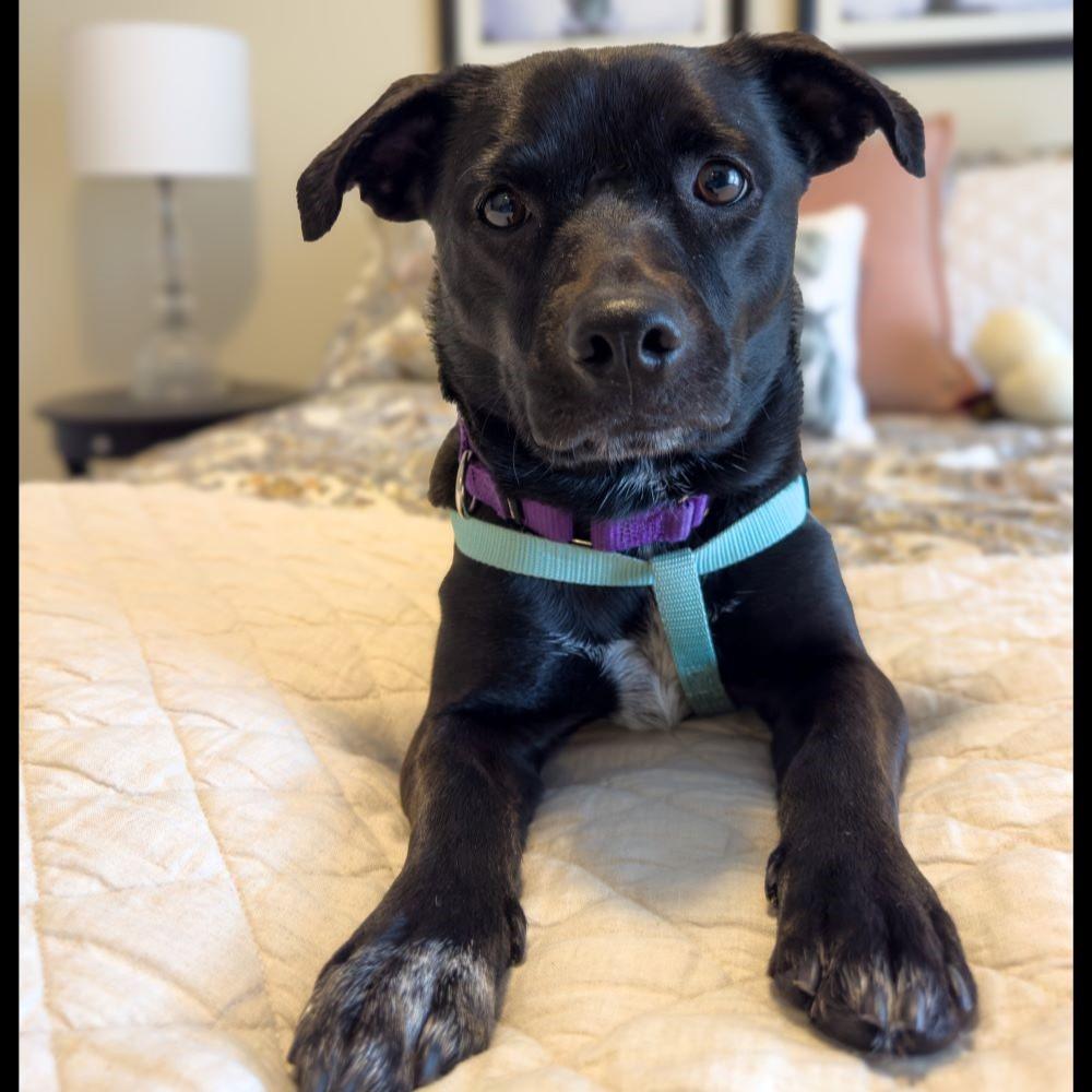 Pooka, Adult Female Mixed Breed