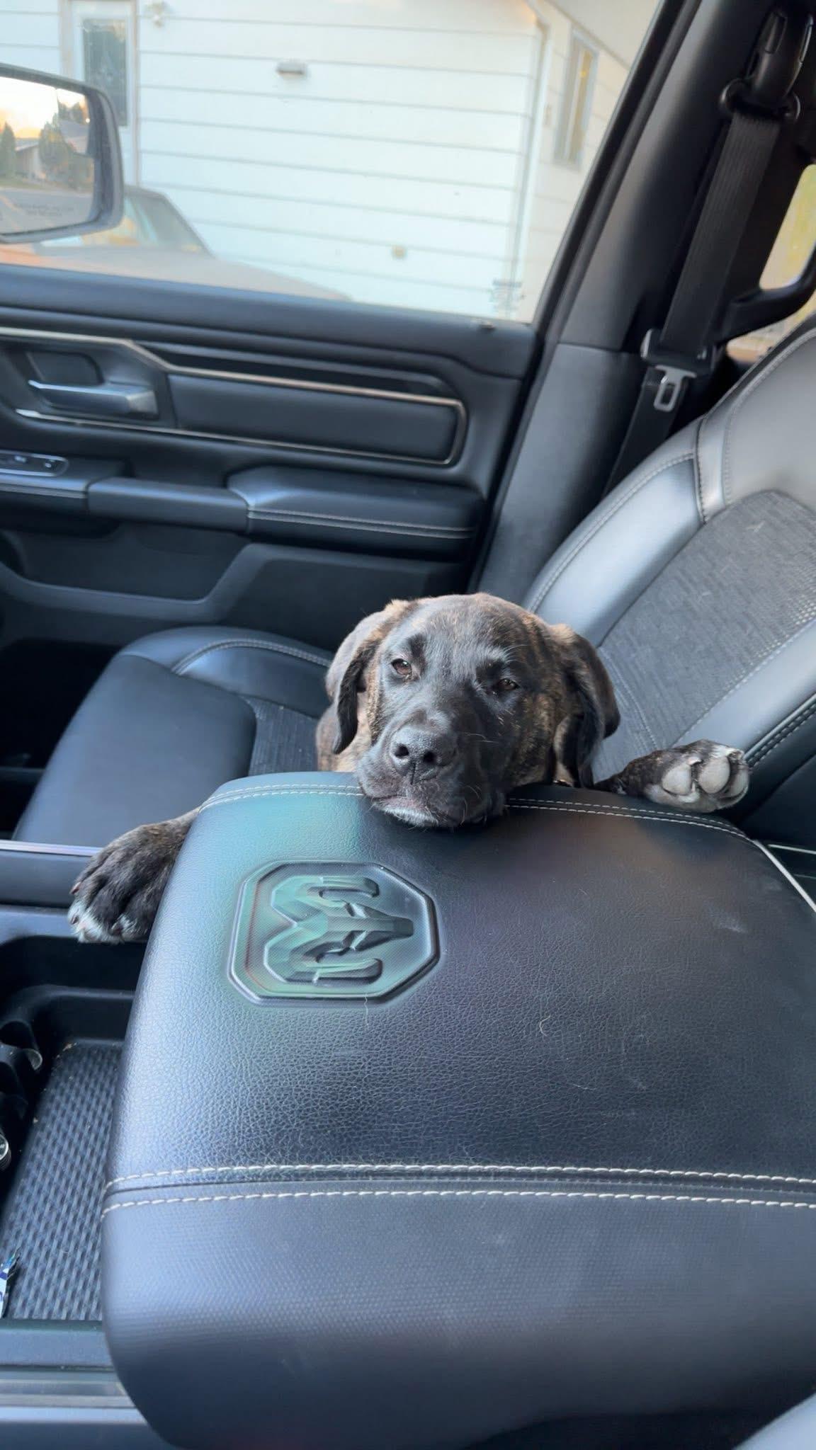 Rollie, an adoptable Mastiff in Humboldt , SK, S0K 2A0 | Photo Image 2