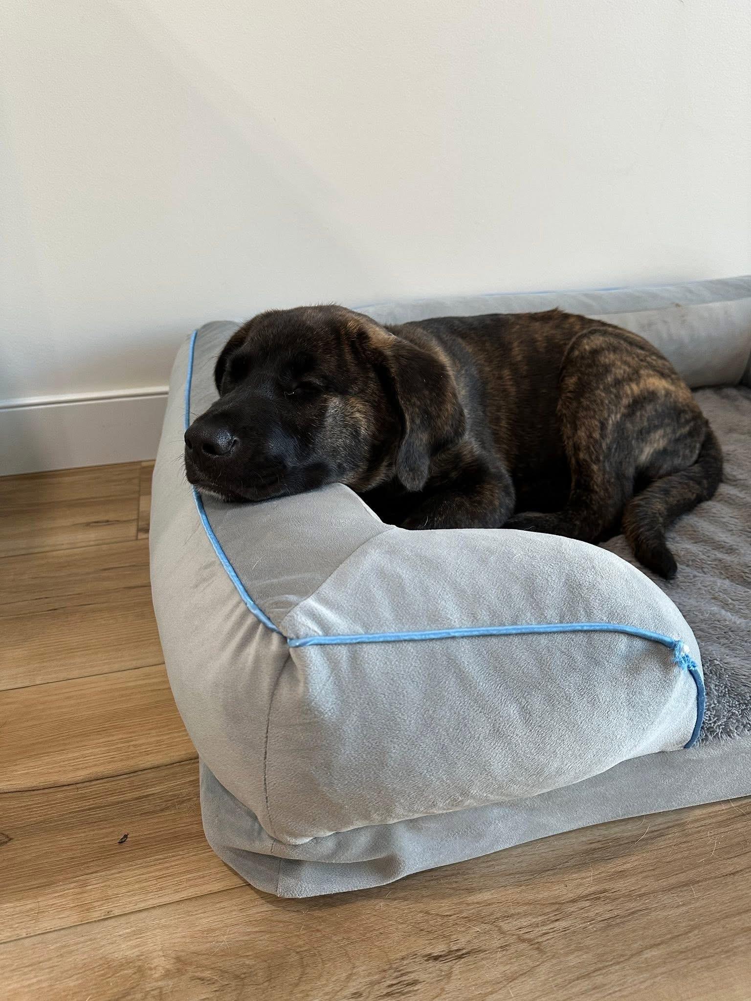 Rollie, a Adopted mixed breed in Humboldt , SK image 3/6