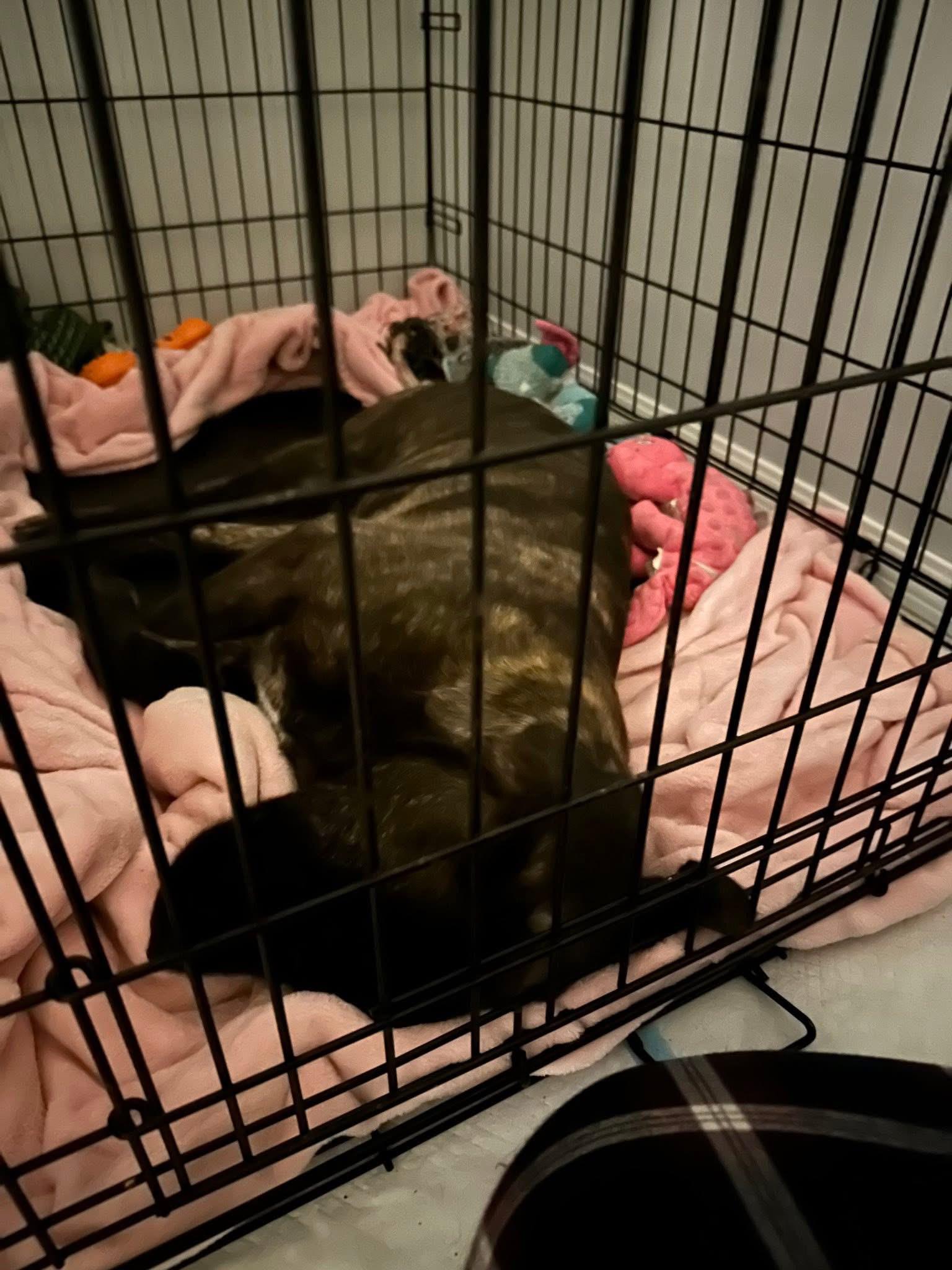 Rollie, a Adopted mixed breed in Humboldt , SK image 4/6