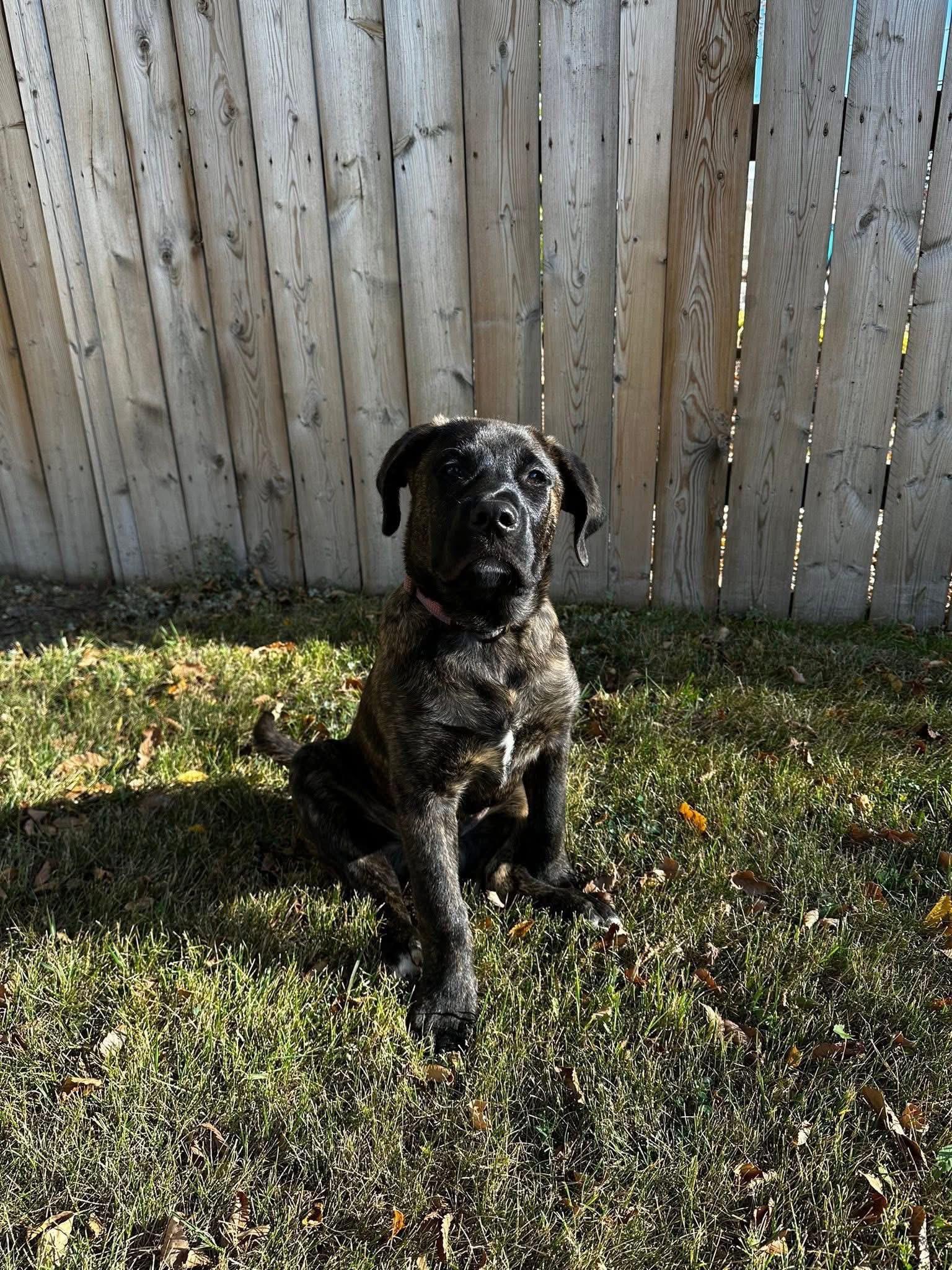 Rollie, a Adopted mixed breed in Humboldt , SK image 6/6