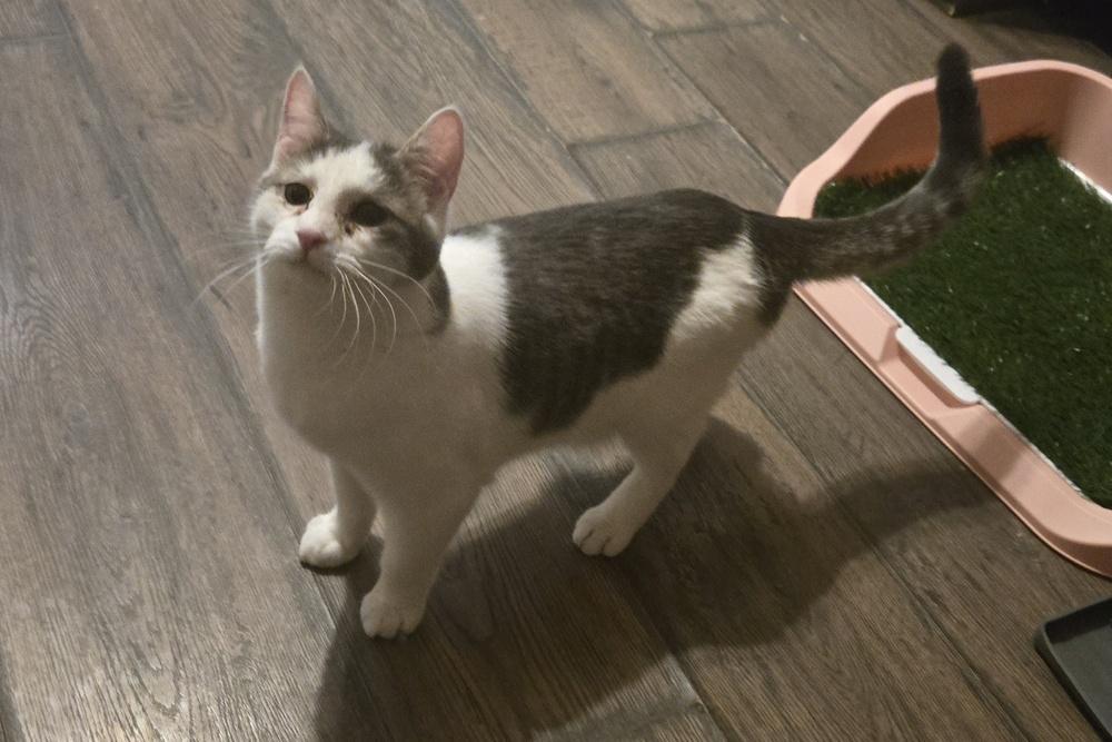 Fletcher, Adoptable, Young Male Domestic Short Hair.