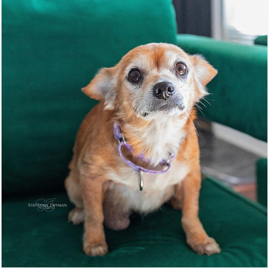 Betty White, Adoptable, Senior Female Chihuahua.