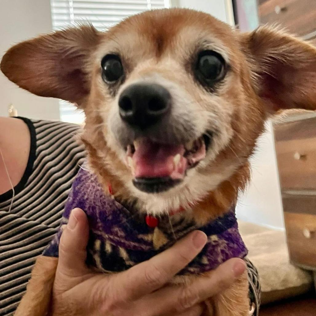 Enlarge Betty White, a Adoptable Chihuahua in Dallas, TX image 1/2