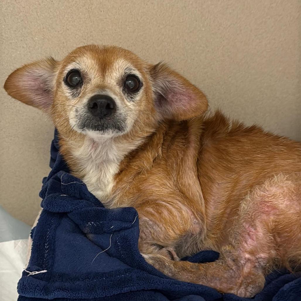 Enlarge Betty White, a Adoptable Chihuahua in Dallas, TX image 2/2