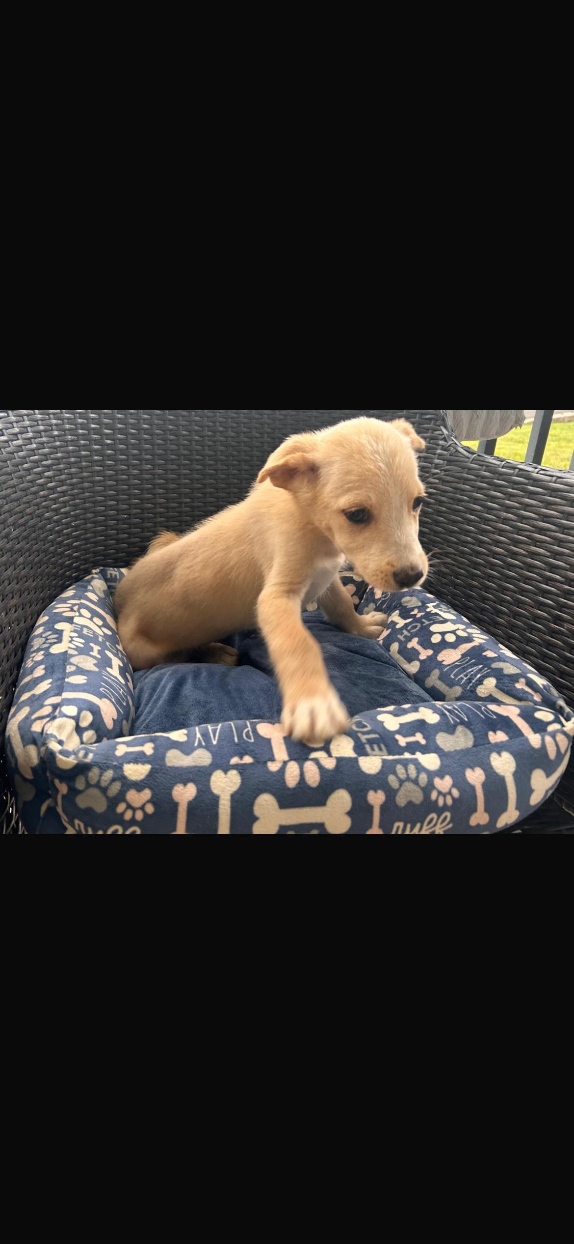 Enlarge Paulo, a Adoptable mixed breed in Virginia Beach, VA image 3/3