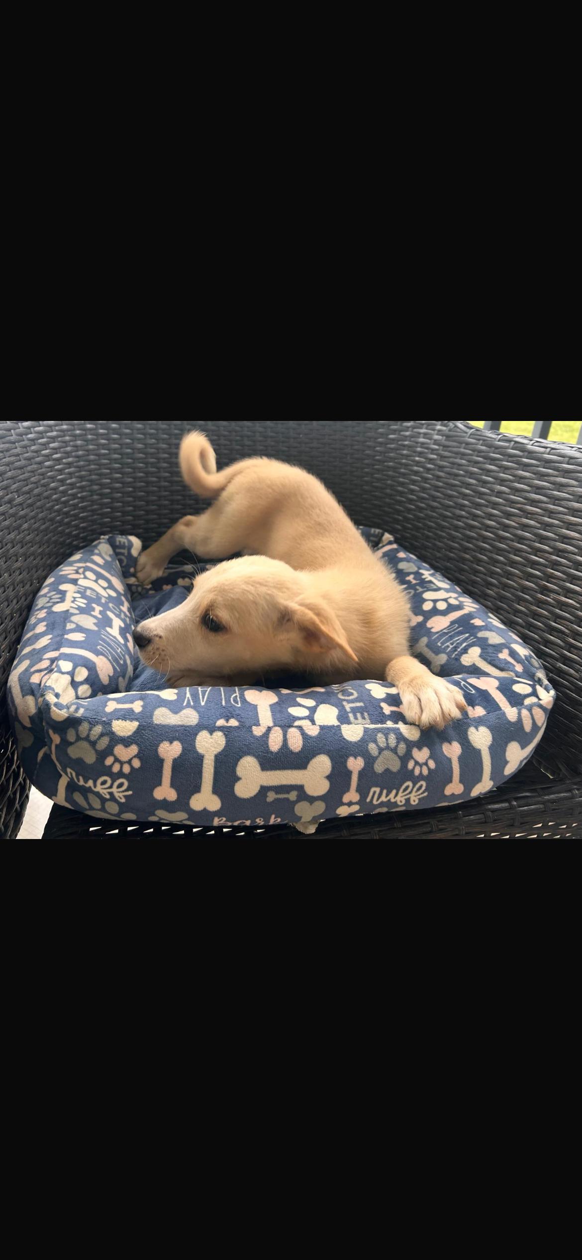 Enlarge Paulo, a Adoptable mixed breed in Virginia Beach, VA image 2/3