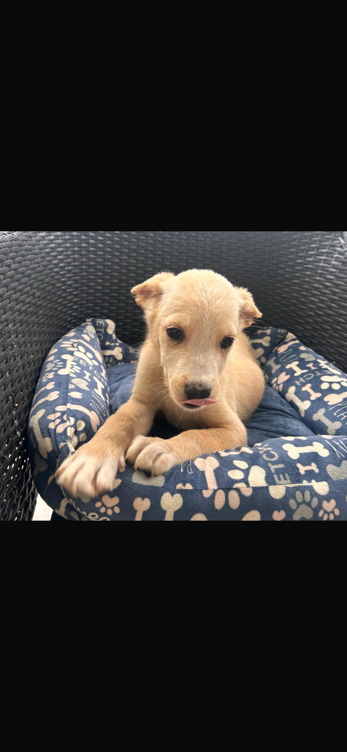 Paulo, Adoptable, Puppy Male Jindo & Mixed Breed.