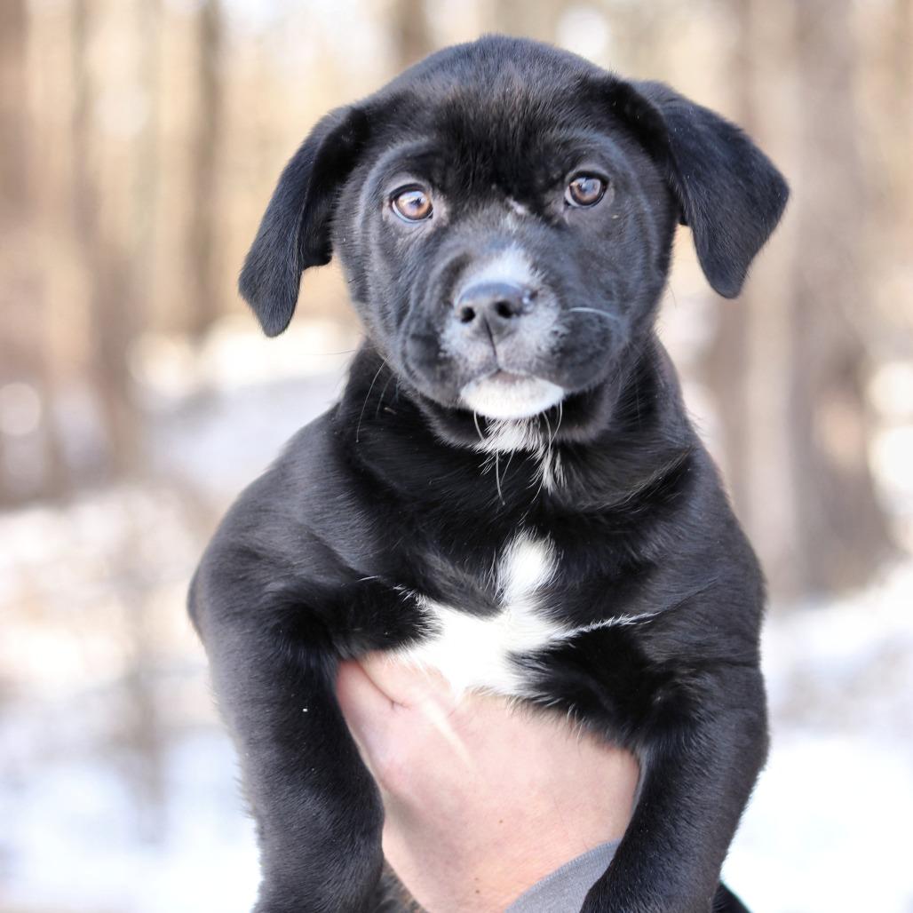 Enlarge CT Dustin, a Adoptable mixed breed in Eastford, CT image 1/4