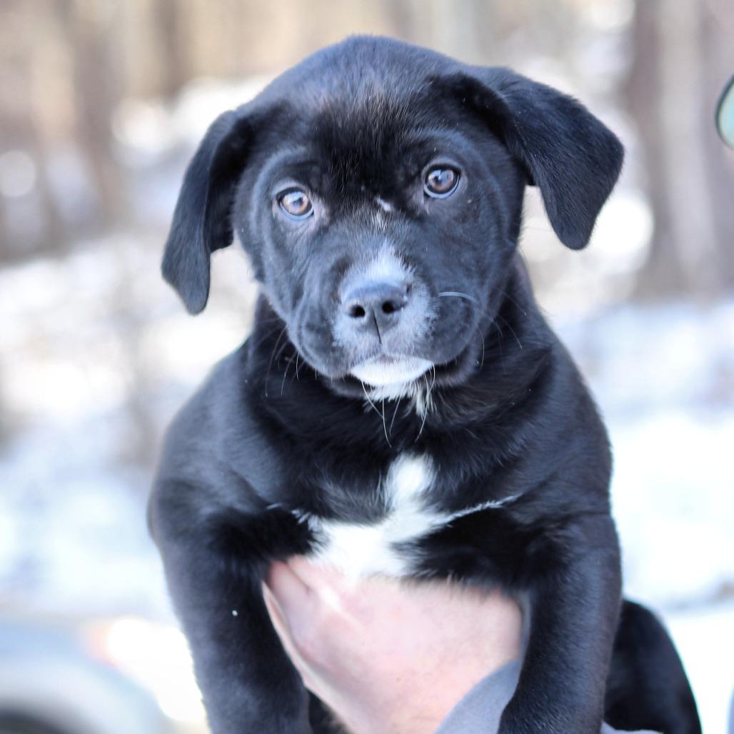 Enlarge CT Dustin, a Adoptable mixed breed in Eastford, CT image 2/4