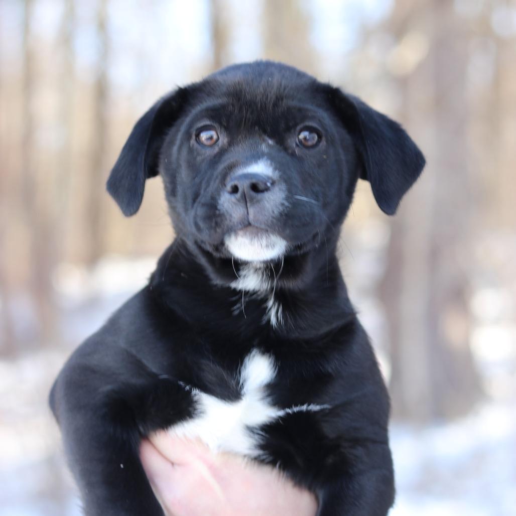 Enlarge CT Dustin, a Adoptable mixed breed in Eastford, CT image 3/4