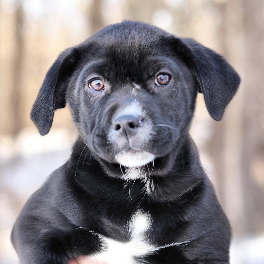 Enlarge CT Dustin, a Adoptable mixed breed in Eastford, CT image 4/4