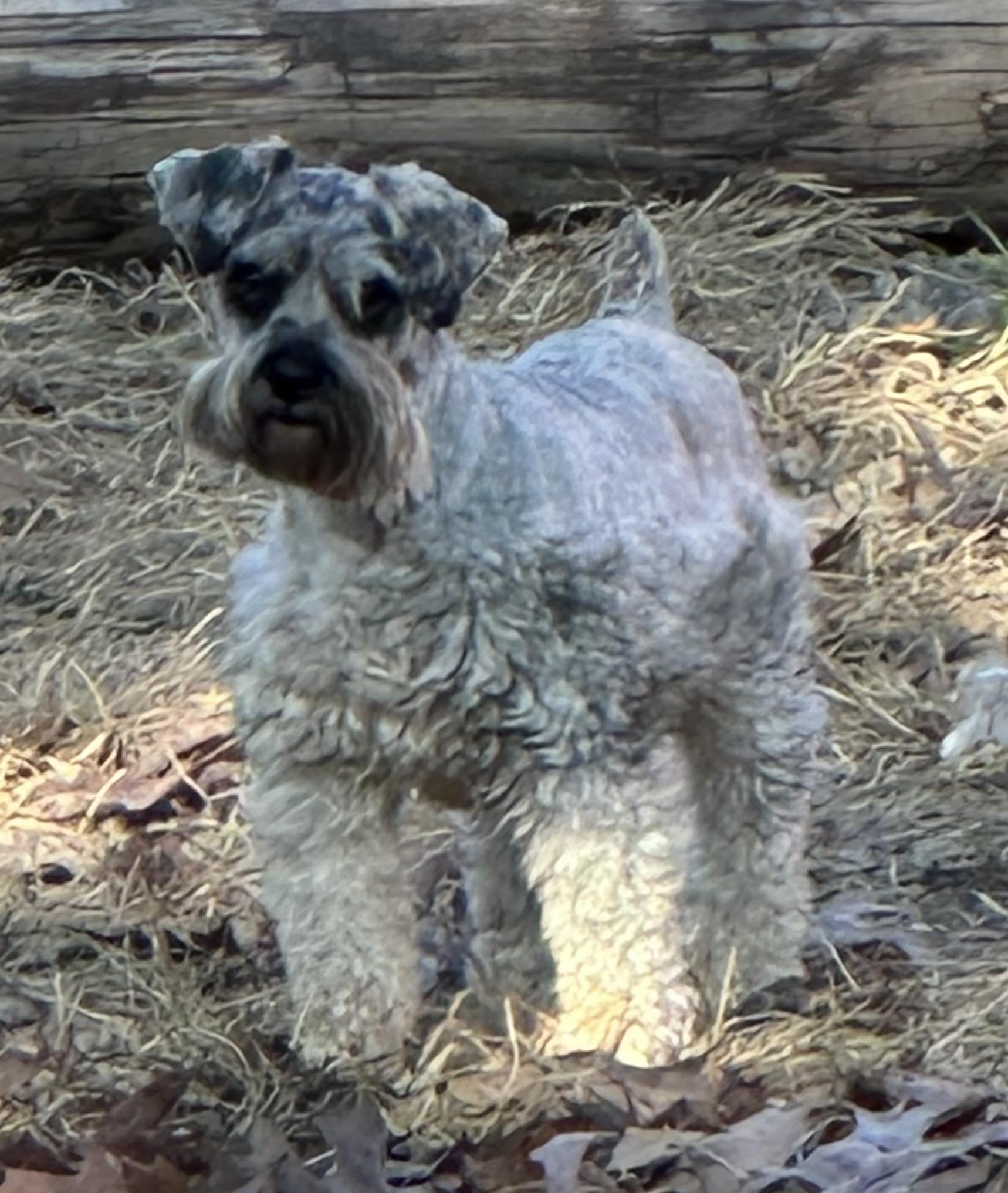 Pebbles, a Adoptable Miniature Schnauzer in Zanesville, OH image 1/2