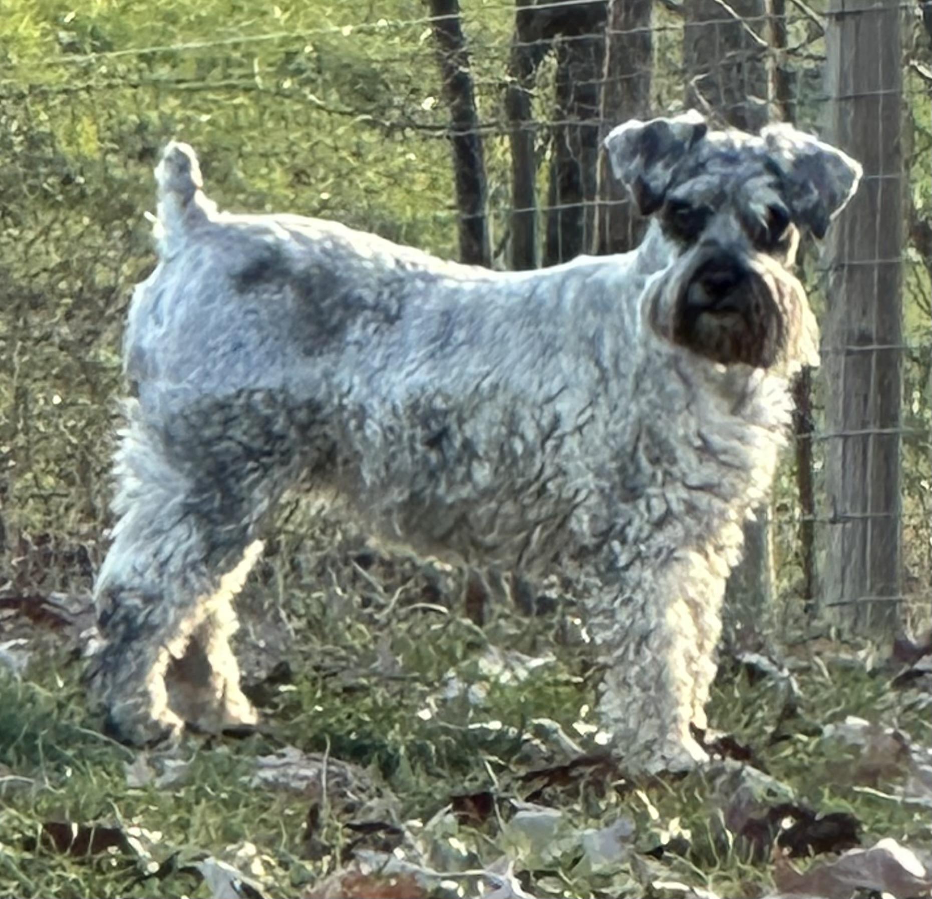 Pebbles, a Adoptable Miniature Schnauzer in Zanesville, OH image 2/2